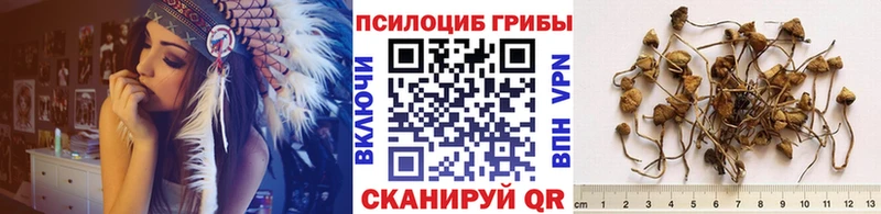 как найти наркотики  Ртищево  Псилоцибиновые грибы Psilocybe 
